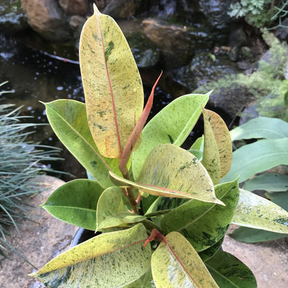  Ficus Elastica Shivereana Plant