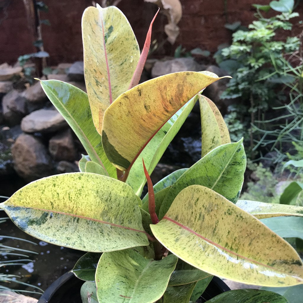 Ficus Elastica Shivereana Plant