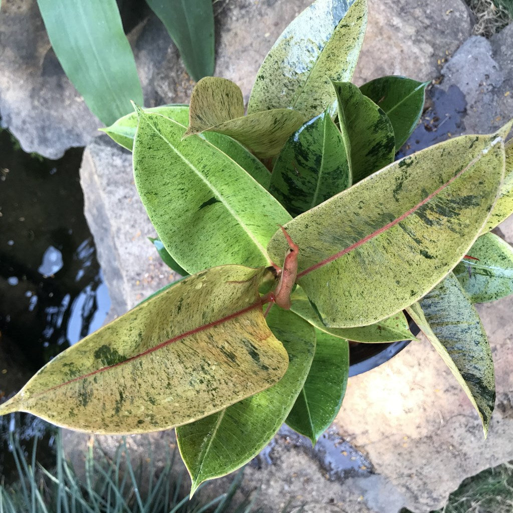  Ficus Elastica Shivereana Plant