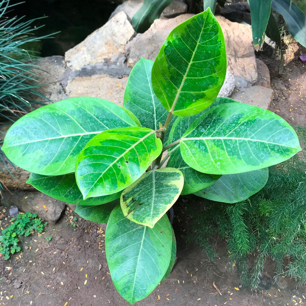 Ficus AltissimaYellow Gem Plant