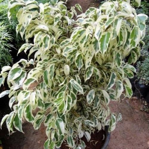 Ficus Benjamina Starlight Plant
