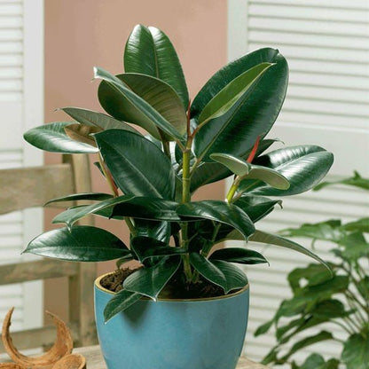  Ficus Elastica Robusta Plant