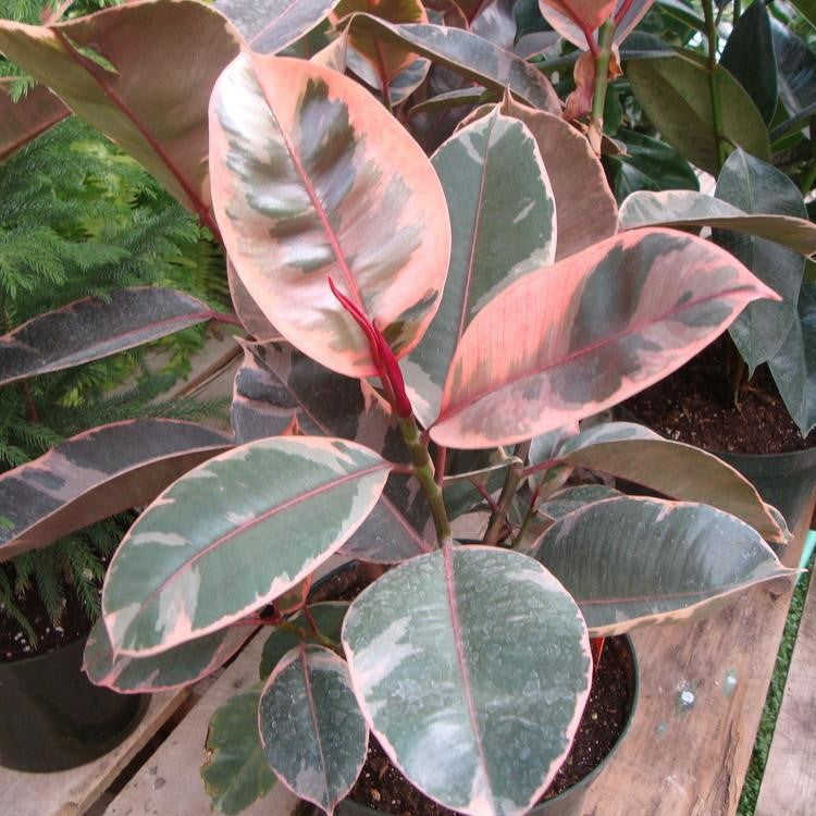  Ficus Elastica Red Ruby Plant