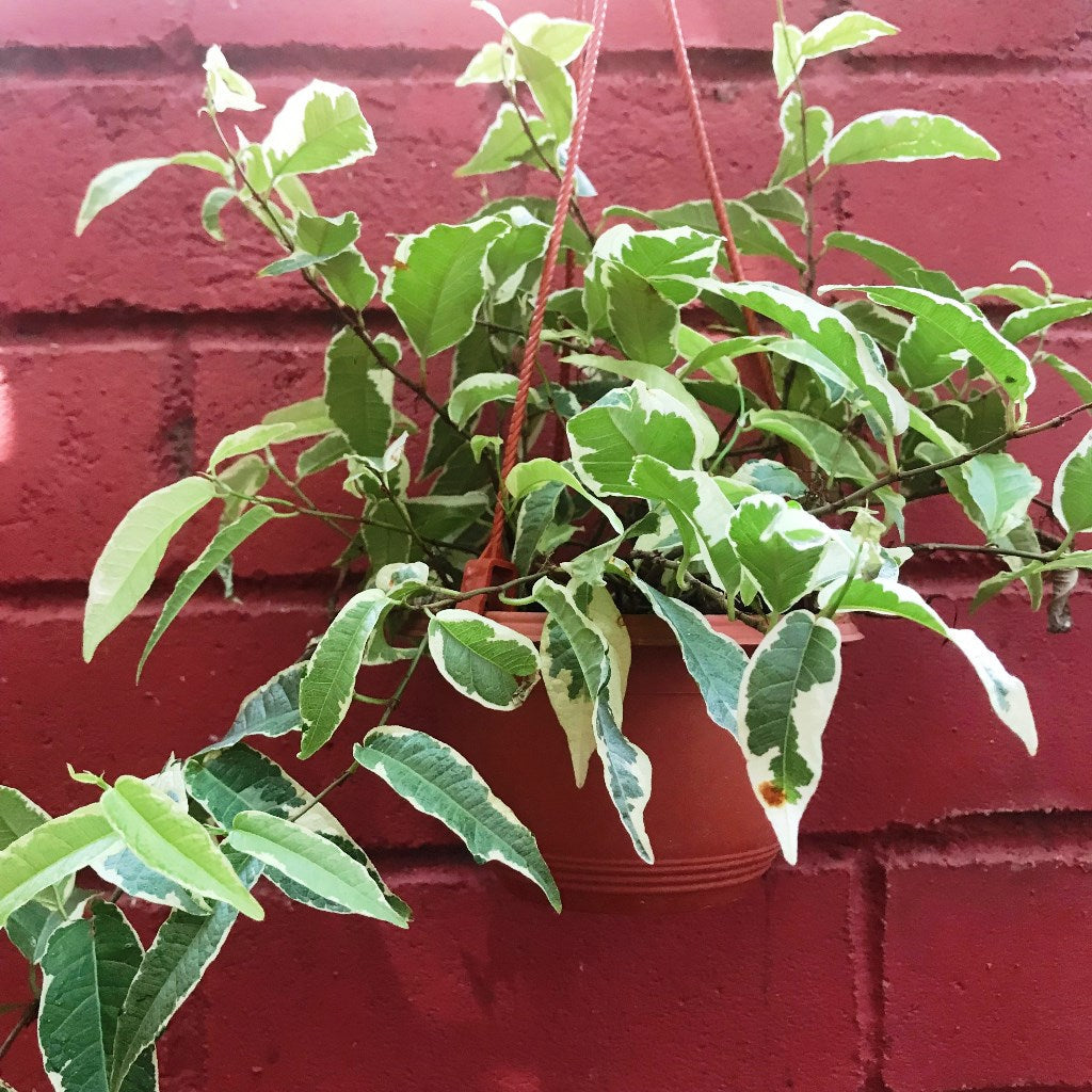  Ficus Radicans Variegata Plant
