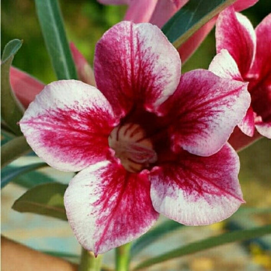  Crispum Hybrid 'Firecrest Bloom' Adenium Plant