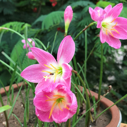  Rain Lily 'Firefly' (Bulbs)