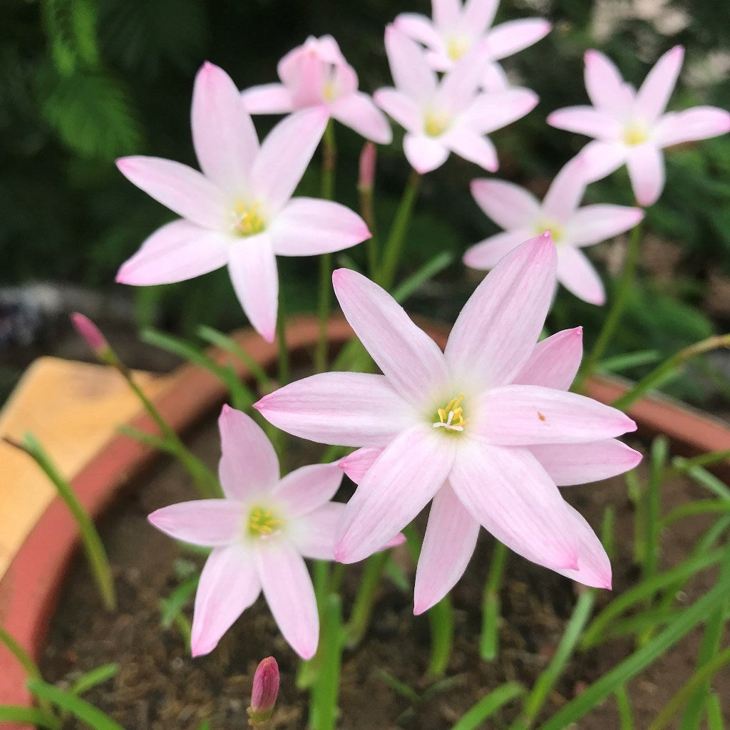  Rain Lily 'First Love' (Bulbs)