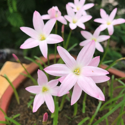  Rain Lily 'First Love' (Bulbs)
