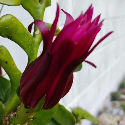  Selenicereus Anthonyanus Plant