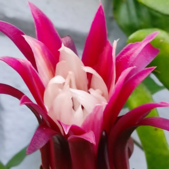  Selenicereus Anthonyanus Plant