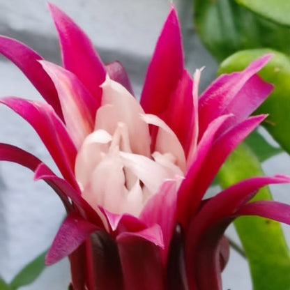  Selenicereus Anthonyanus Plant