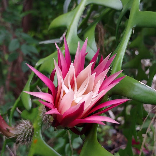  Selenicereus Anthonyanus Plant