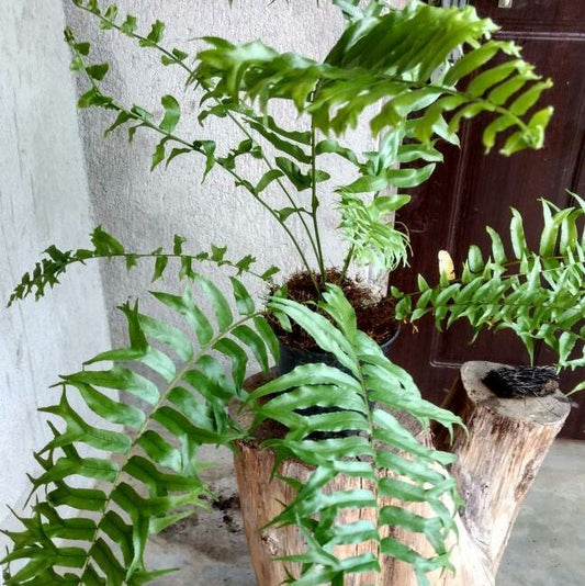  Fishtail Sword Fern Plant