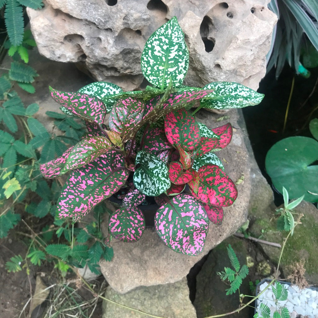  Fittonia Mix Plant