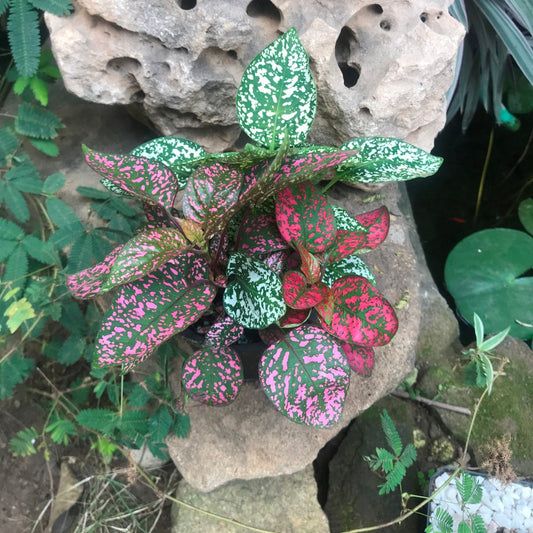  Fittonia Mix Plant