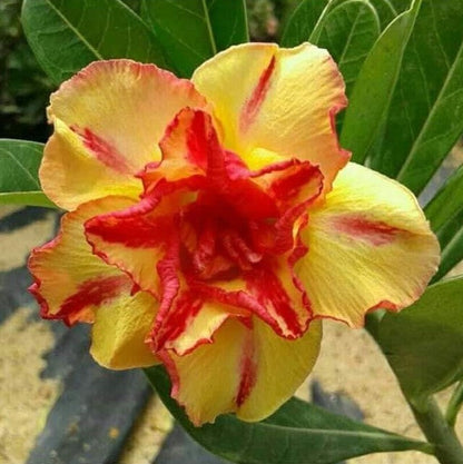  Flame Bower Adenium Plant