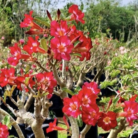  Flaming Pearl Adenium Plant