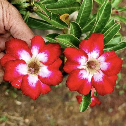  Flaming Pearl Adenium Plant