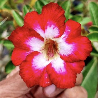  Flaming Pearl Adenium Plant