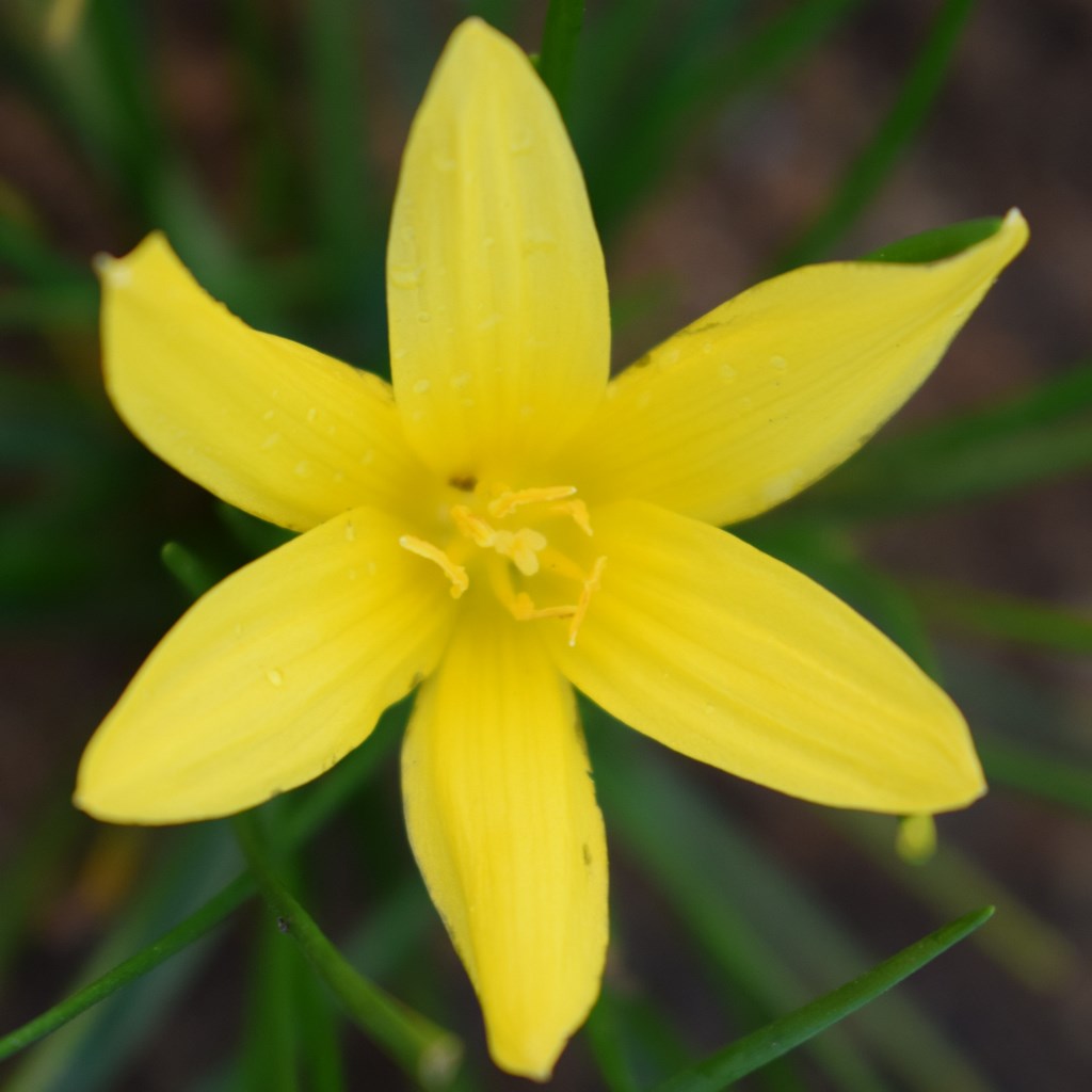 Rain Lily 'Flavisissima' (Bulbs)