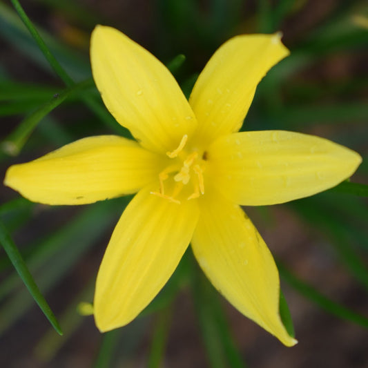  Rain Lily 'Flavisissima' (Bulbs)