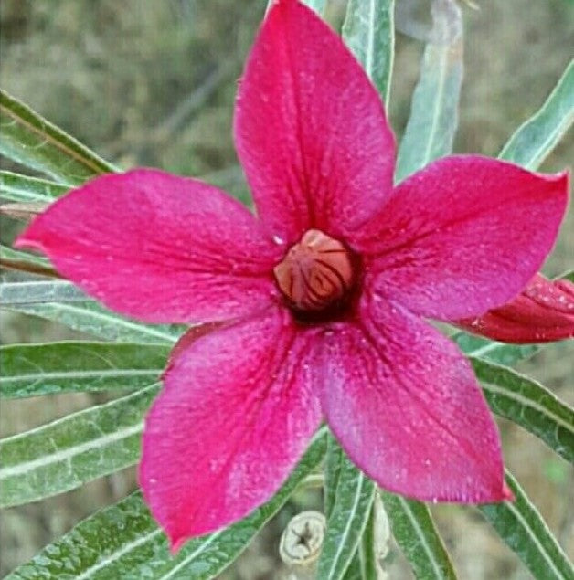  Crispum Hybrid 'Flock Of Red Tanager' Adenium Plant