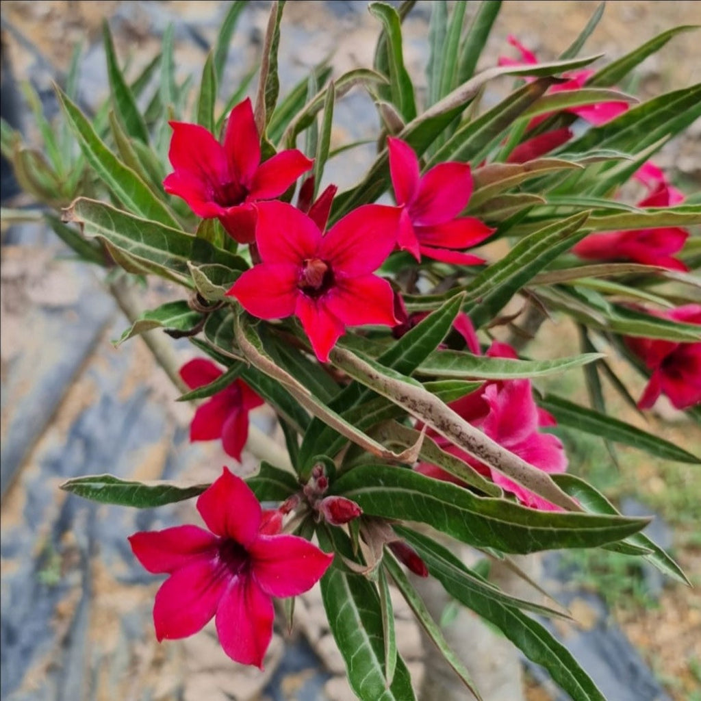 Crispum Hybrid 'Flock Of Red Tanager' Adenium Plant
