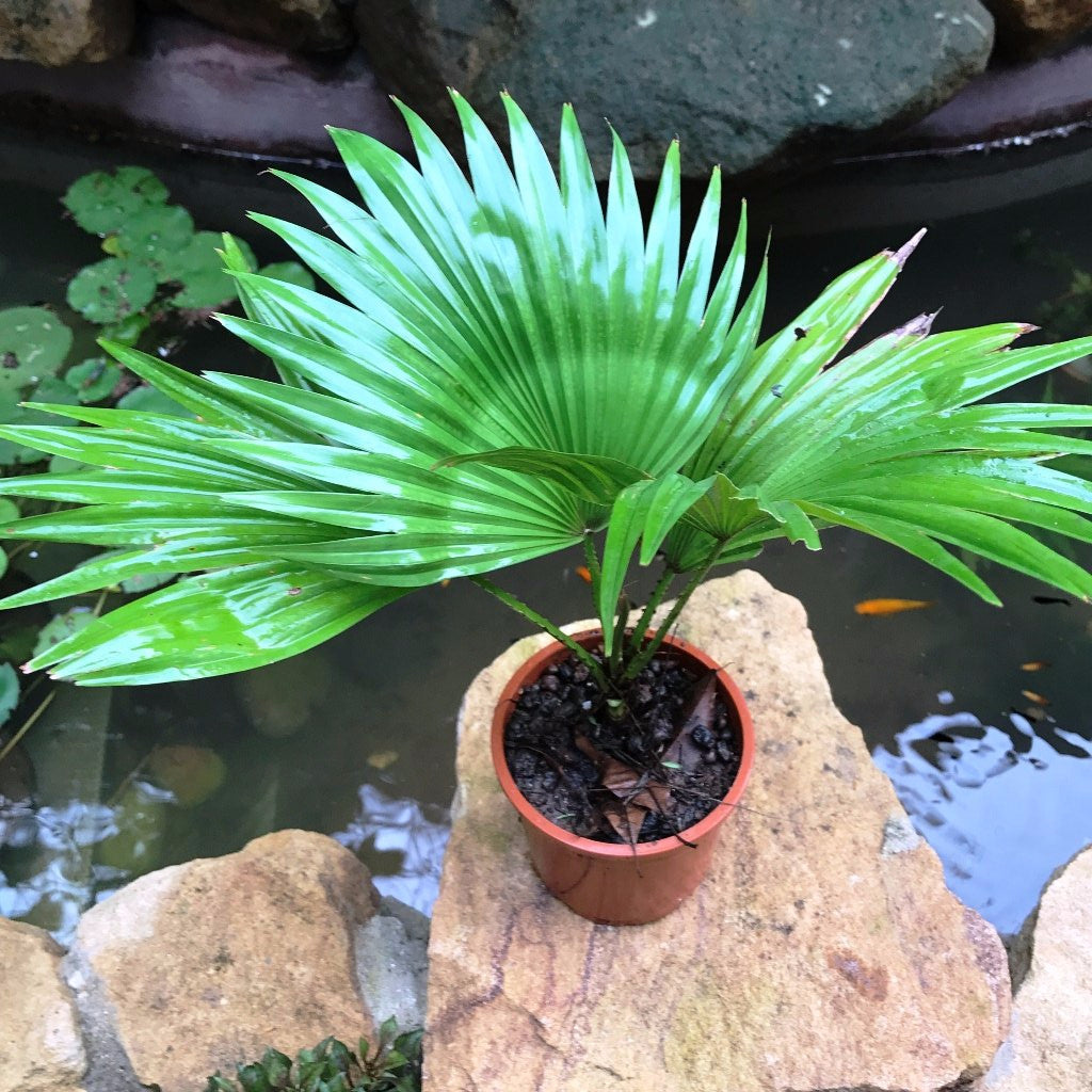  Fountain Palm Plant