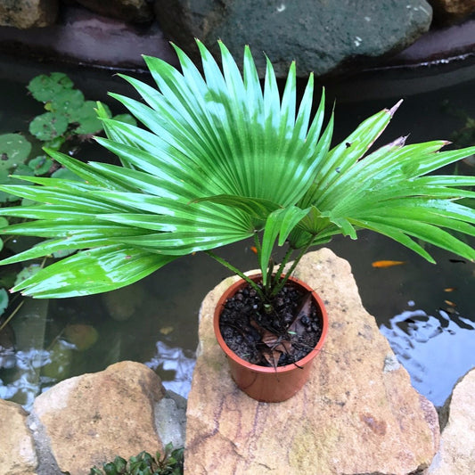  Fountain Palm Plant