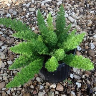  Asparagus Meyeri Foxtail Fern Plant