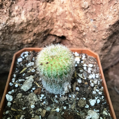  Frailea Mammifera Cactus Plant