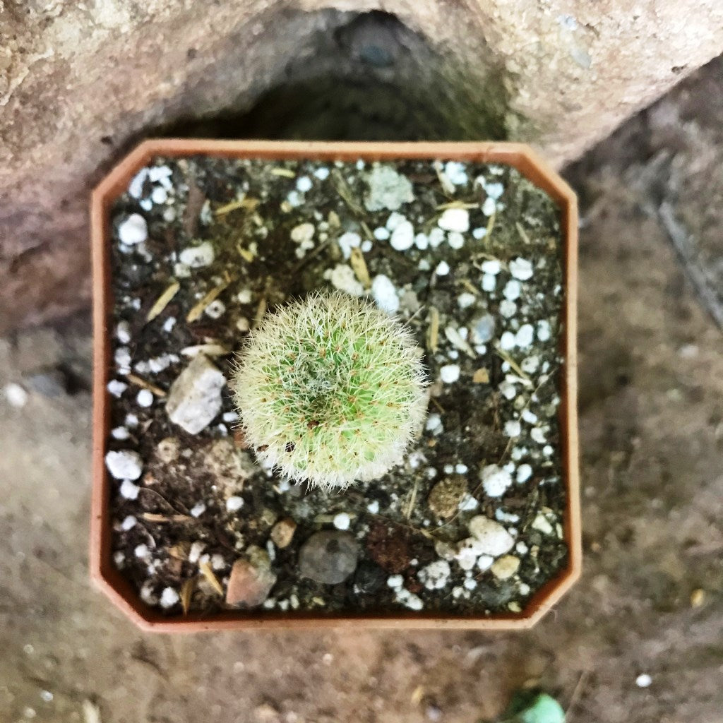  Frailea Mammifera Cactus Plant