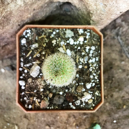  Frailea Mammifera Cactus Plant