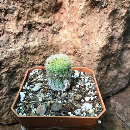  Frailea Mammifera Cactus Plant