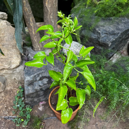  Fragrant Virgin's Bower Clematis Flammula Plant