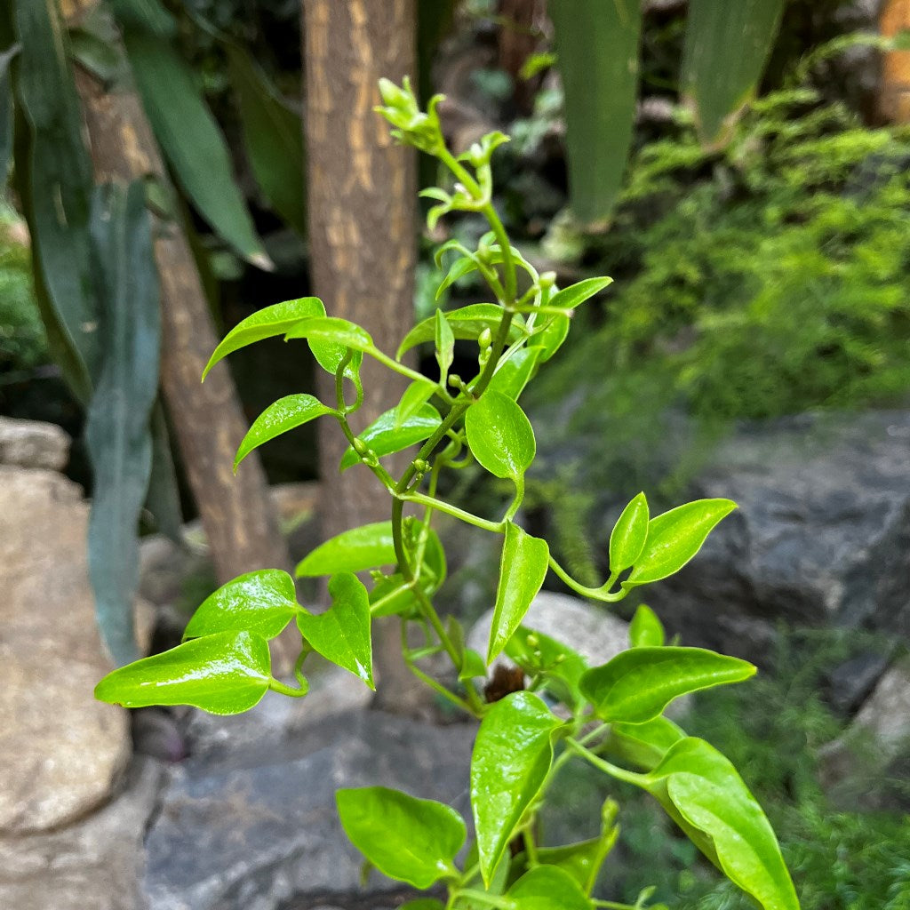  Fragrant Virgin's Bower Clematis Flammula Plant