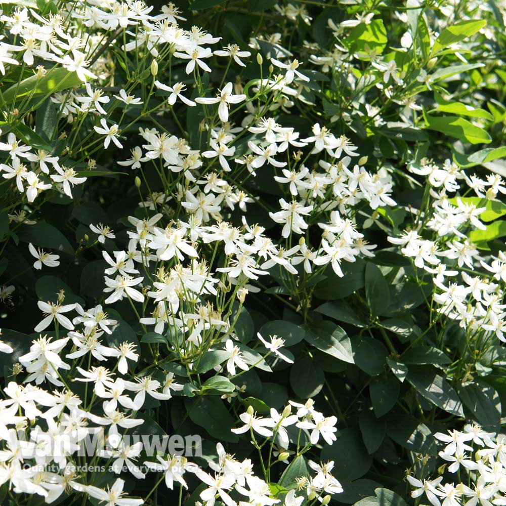  Fragrant Virgin's Bower Clematis Flammula Plant