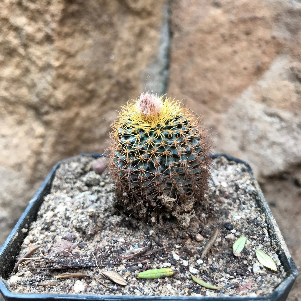  Frailea Magnifica Cactus Plant