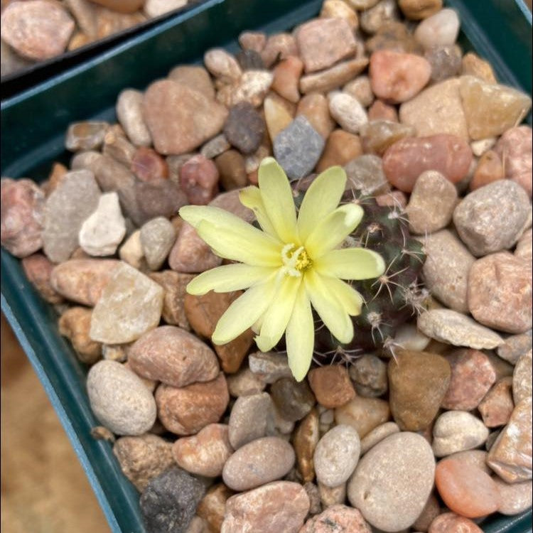 Frailea Uhligiana Cactus Plant