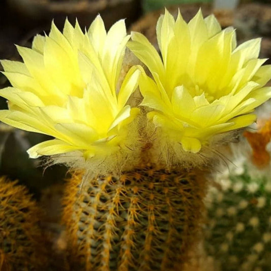  Frailea Mammifera Cactus Plant