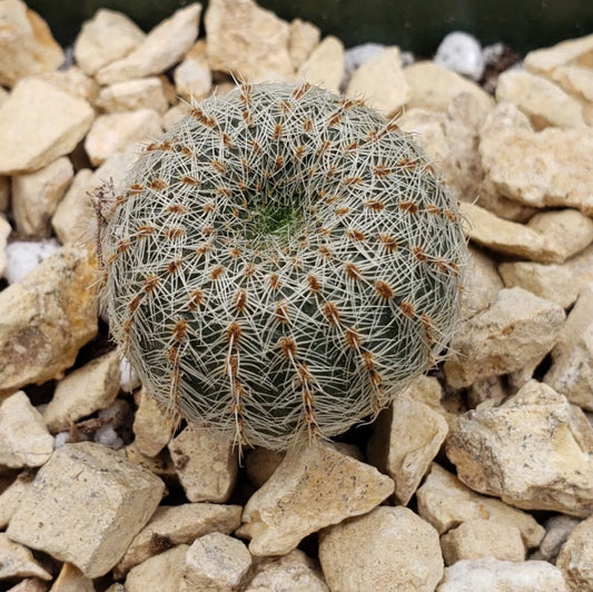  Frailea Pygmaea Cactus Plant