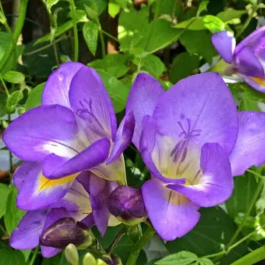  Freesia Blue Bayou (Bulbs)