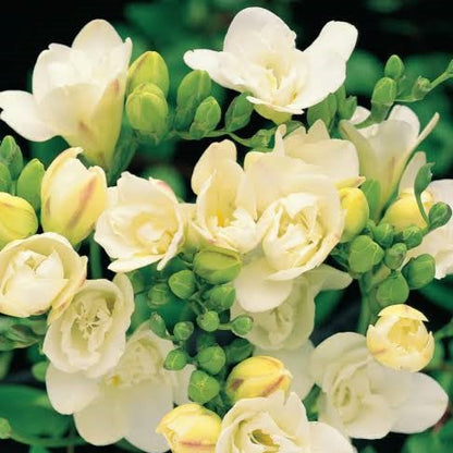  Freesia Double Yellow (Bulbs)