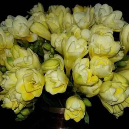  Freesia Double Yellow (Bulbs)
