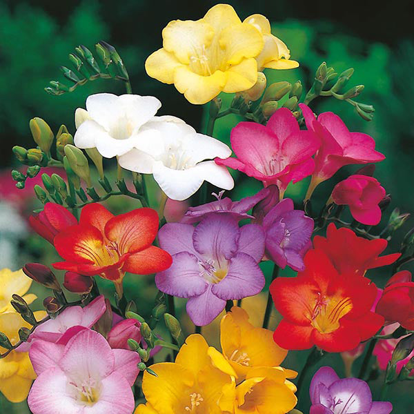  Freesia (Mix Bulbs)