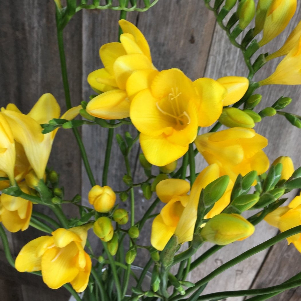  Freesia Single Tall Yellow (Bulbs)