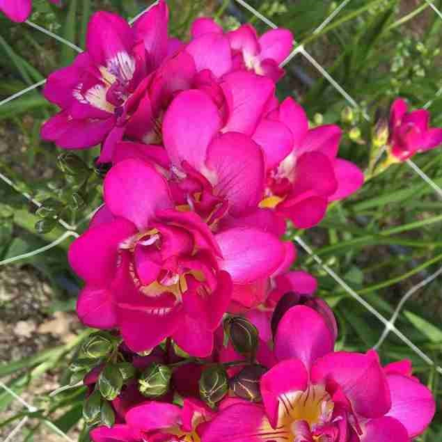  Freesia 'Purple Rain' (Bulbs)