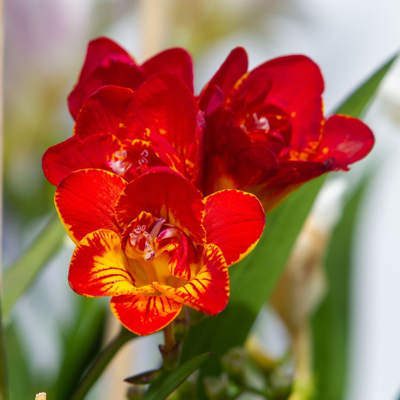  Freesia Red Beauty (Bulbs)