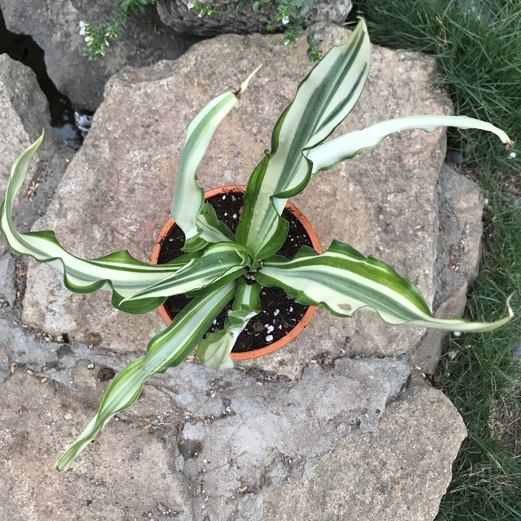  Furcraea Foetida Mediopicta Plant
