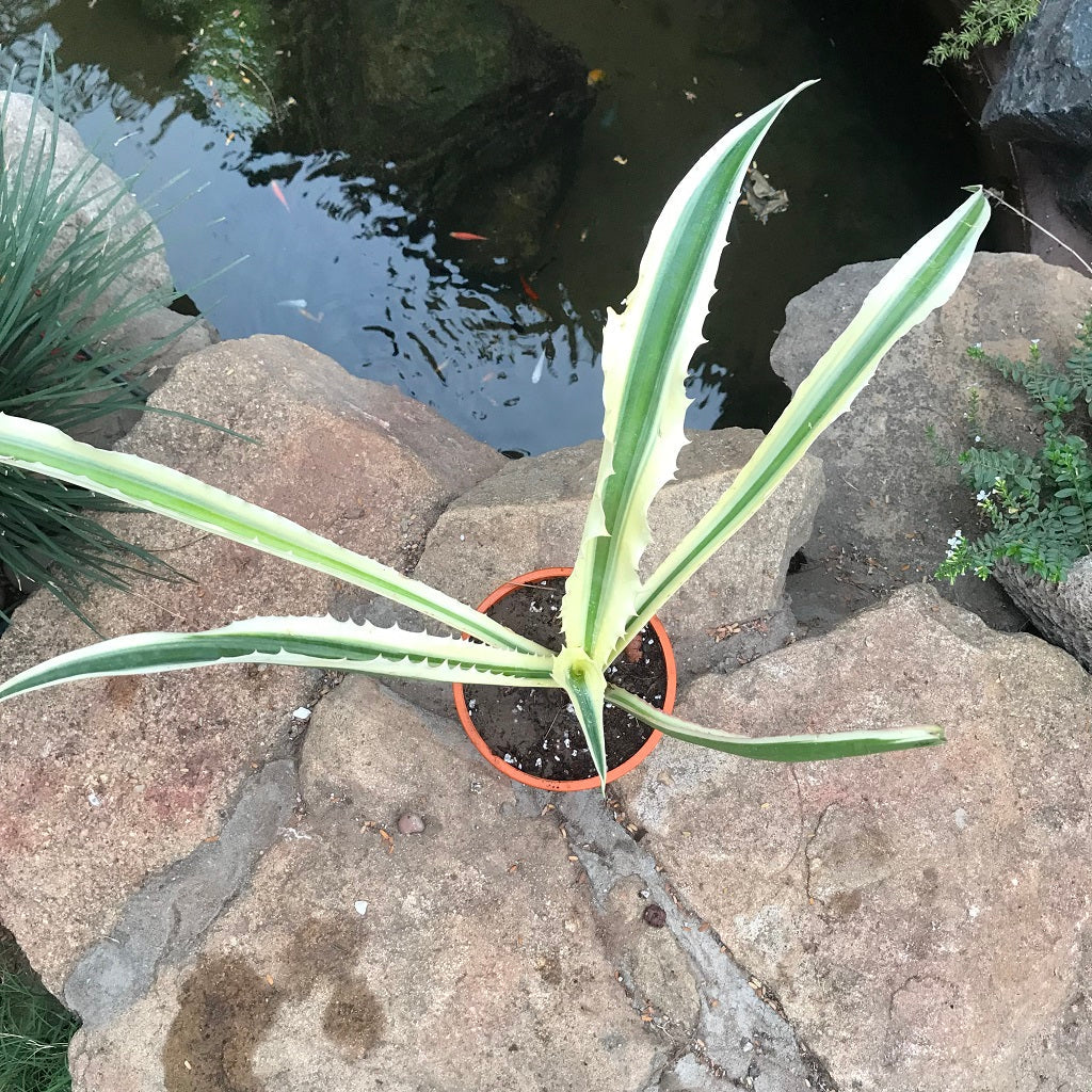  Furcraea Selloa Marginata Cactus Plant